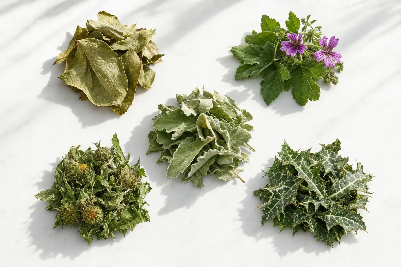 The five plants in COLON-D: persimmon, mallow, marshmallow, blessed thistle and holy thistle leaves on white marble